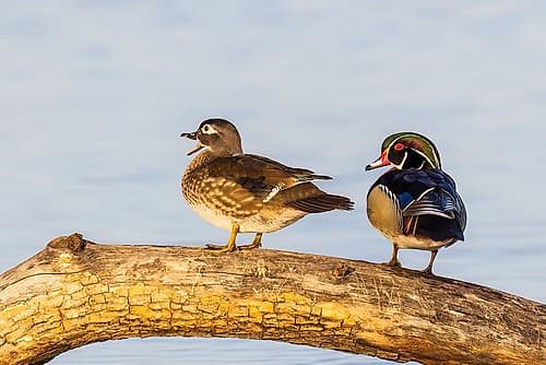 Wood duck male and female on log in wetland, Marion County, Illinois. Animals Print